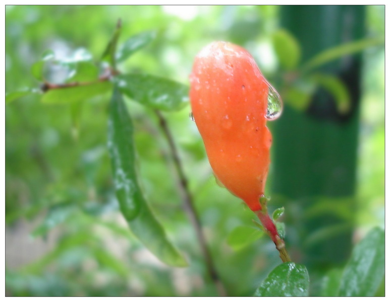 [原创]又是葡萄成熟时