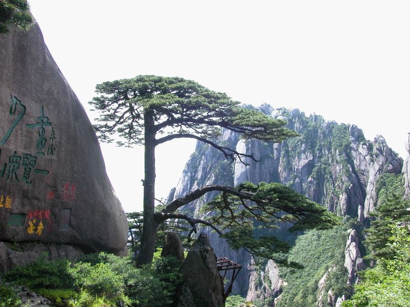 肝友结伴游黄山、相聚三天乐逍遥