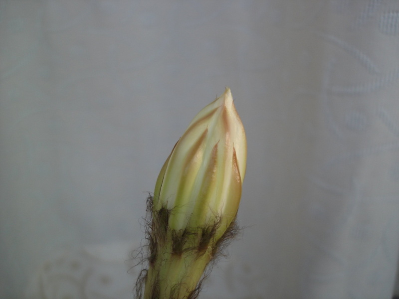 [贴图]迷你仙人球花