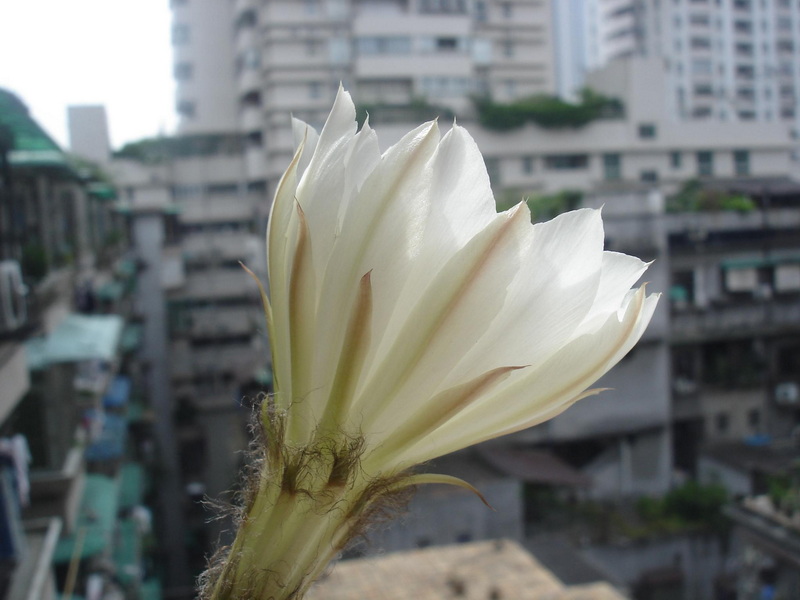 [贴图]迷你仙人球花
