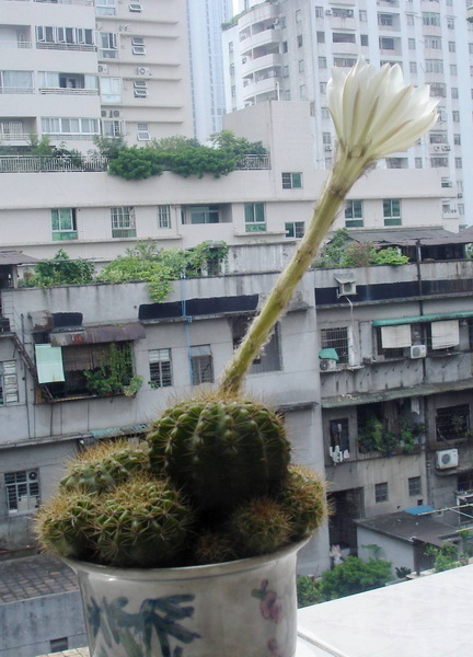 [贴图]迷你仙人球花