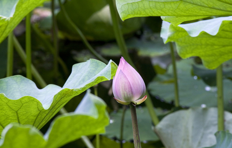 赏荷