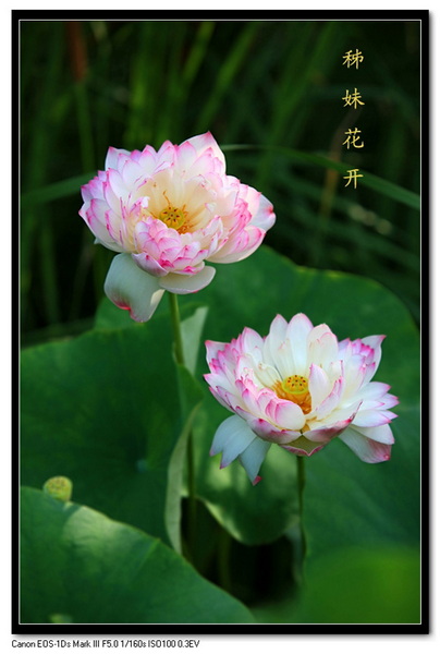 [原创]又见荷花别样红