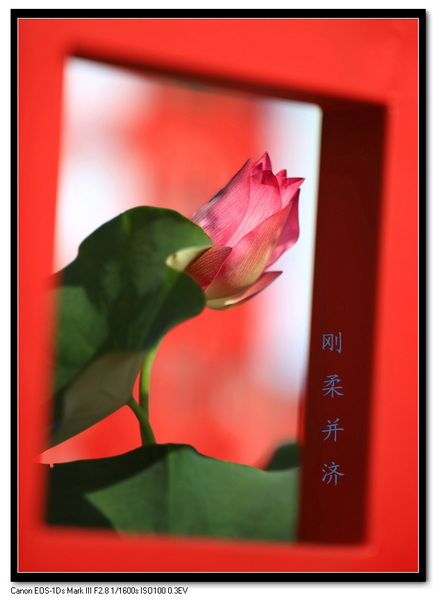 [原创]又见荷花别样红