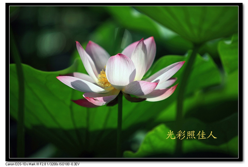 [原创]又见荷花别样红