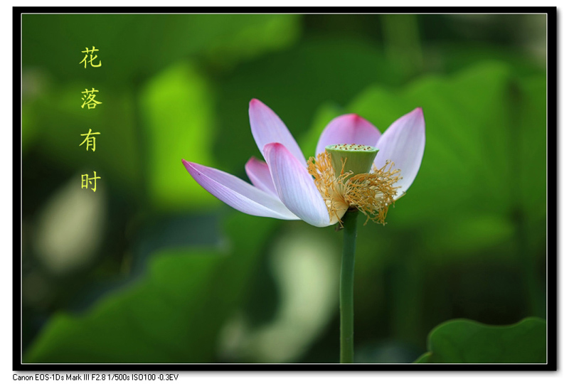 [原创]又见荷花别样红