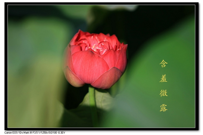 [原创]又见荷花别样红
