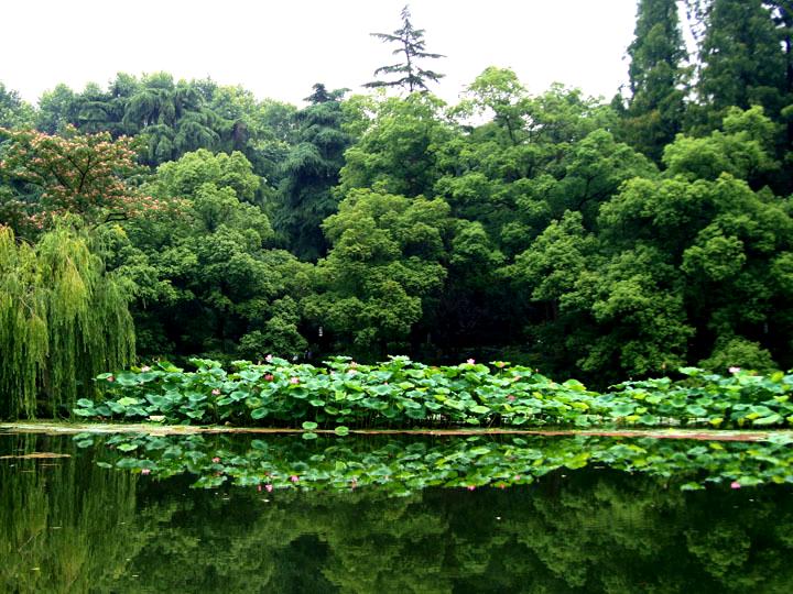 【原创】 静静的荷塘