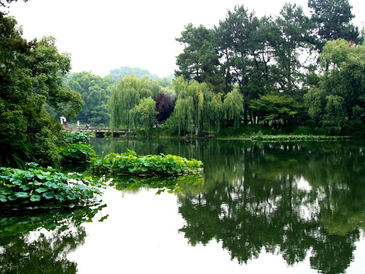 【原创】 静静的荷塘