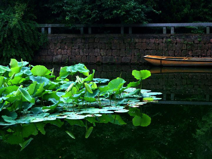 【原创】 静静的荷塘