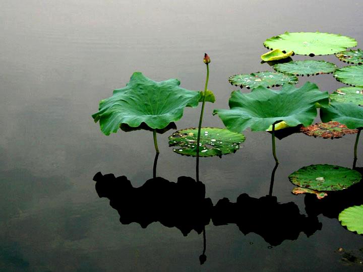 【原创】 静静的荷塘
