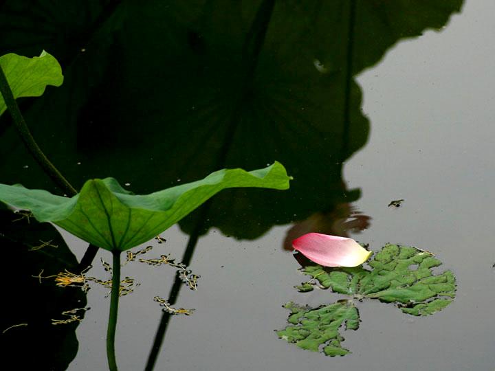 【原创】 静静的荷塘