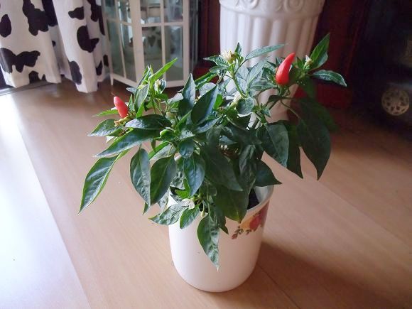 花花草草专用了