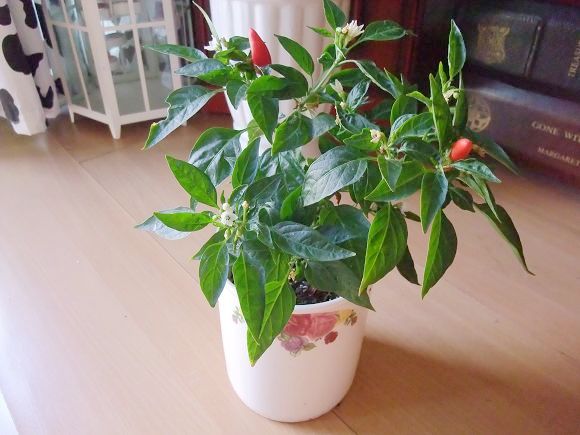 花花草草专用了