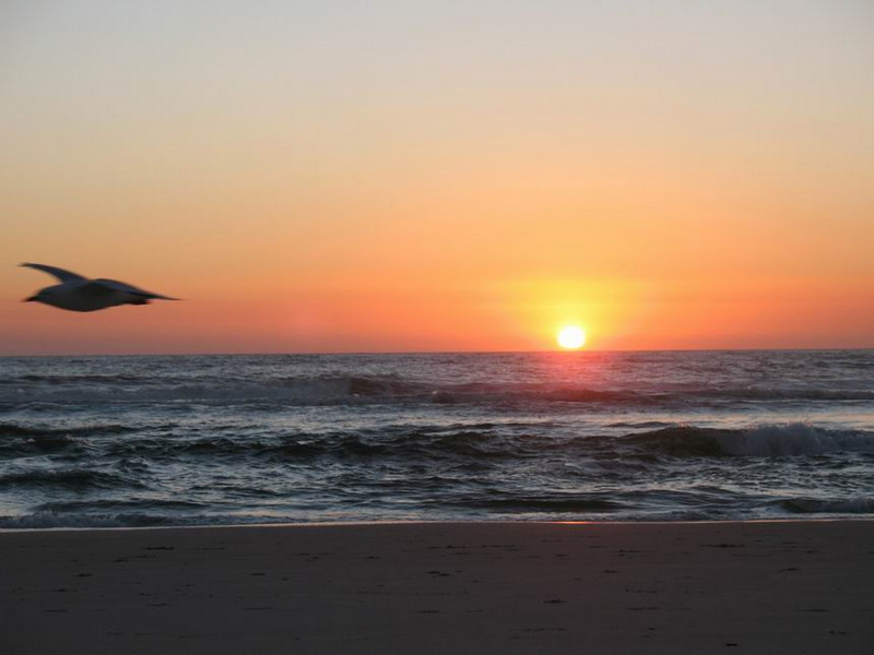 2009年第17届世界移植运动会  专题报道