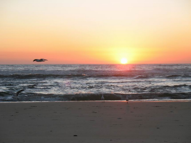 2009年第17届世界移植运动会  专题报道