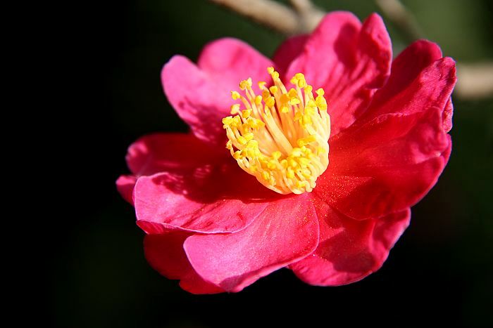 [原创摄影]茶花朵朵开