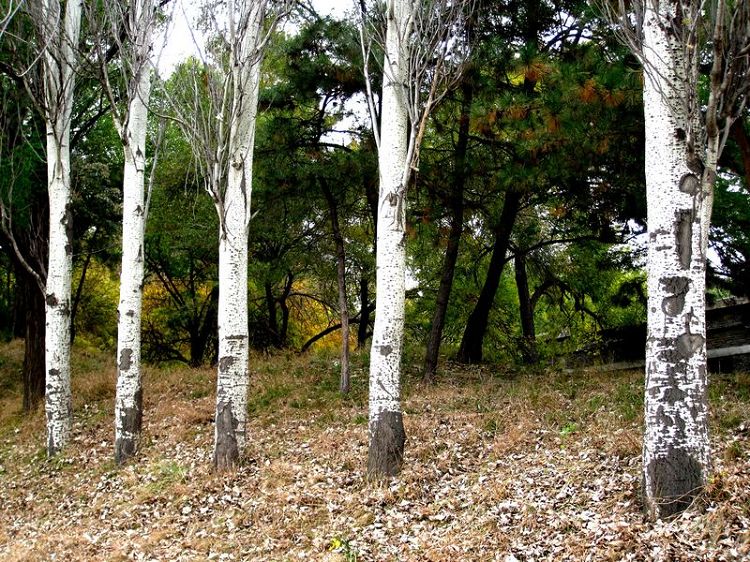 [原创]    硕果飘香枫正红   随遇而安笑谈中