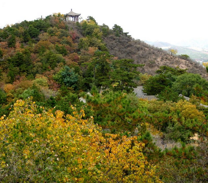 [原创]    硕果飘香枫正红   随遇而安笑谈中