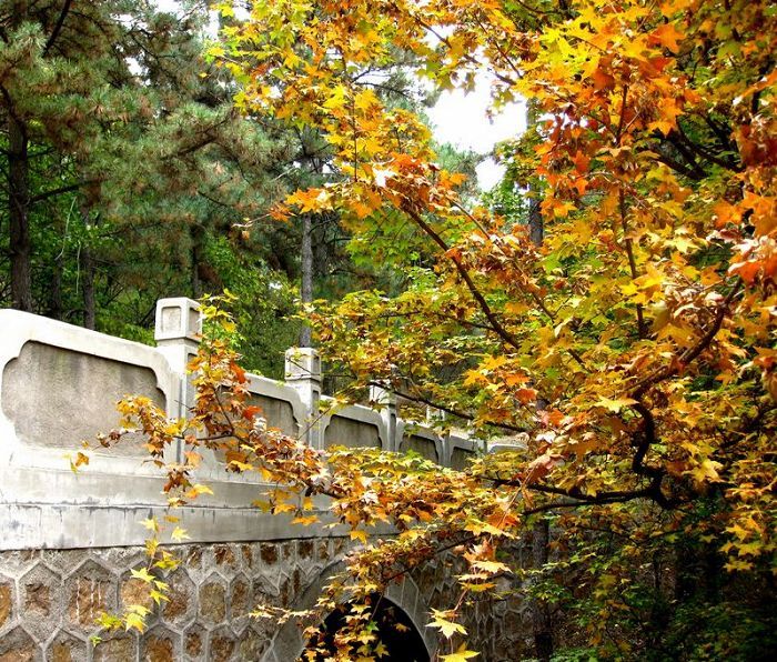 [原创]    硕果飘香枫正红   随遇而安笑谈中