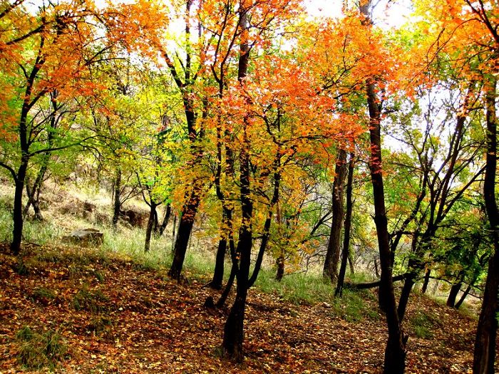 [原创]    硕果飘香枫正红   随遇而安笑谈中