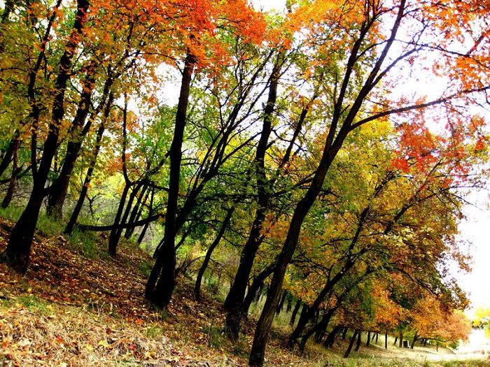 [原创]    硕果飘香枫正红   随遇而安笑谈中