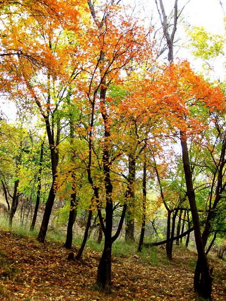 [原创]    硕果飘香枫正红   随遇而安笑谈中