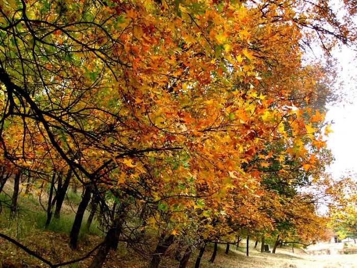 [原创]    硕果飘香枫正红   随遇而安笑谈中