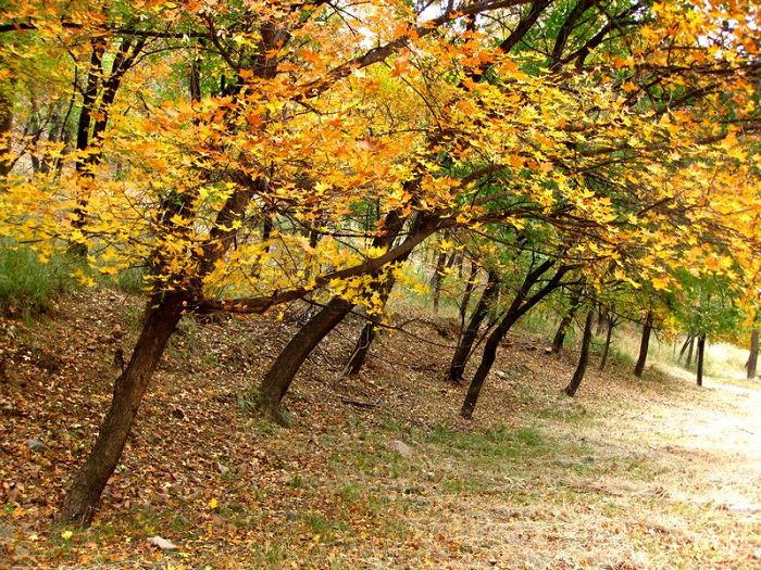 [原创]    硕果飘香枫正红   随遇而安笑谈中