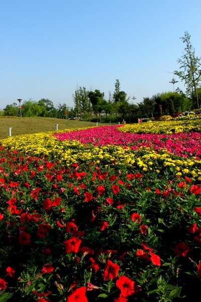 九九重阳,带你登高赏菊