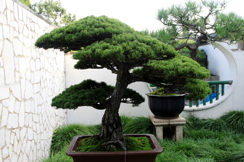 中国盆景精品