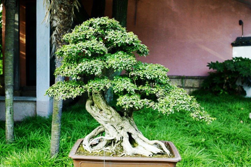 中国盆景精品