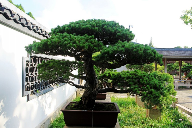 中国盆景精品