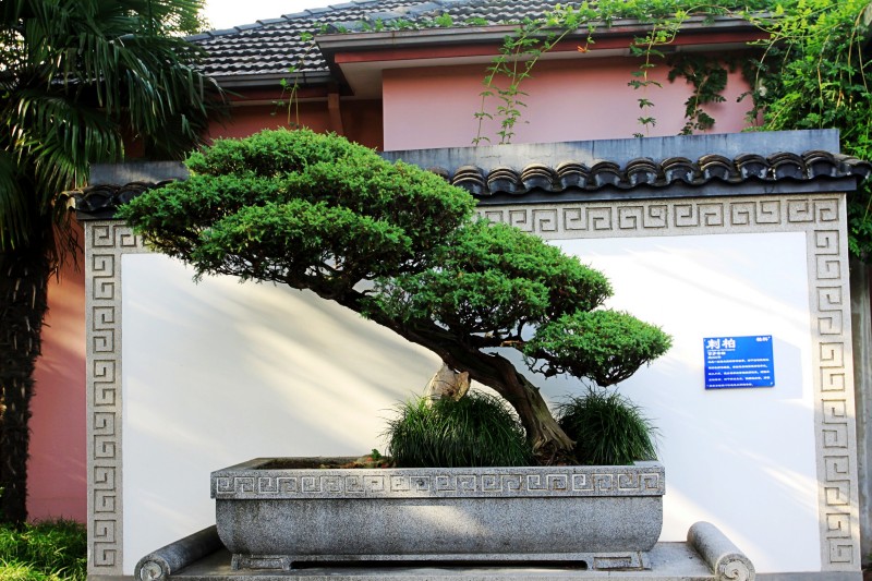 中国盆景精品