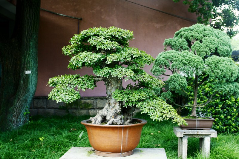 中国盆景精品