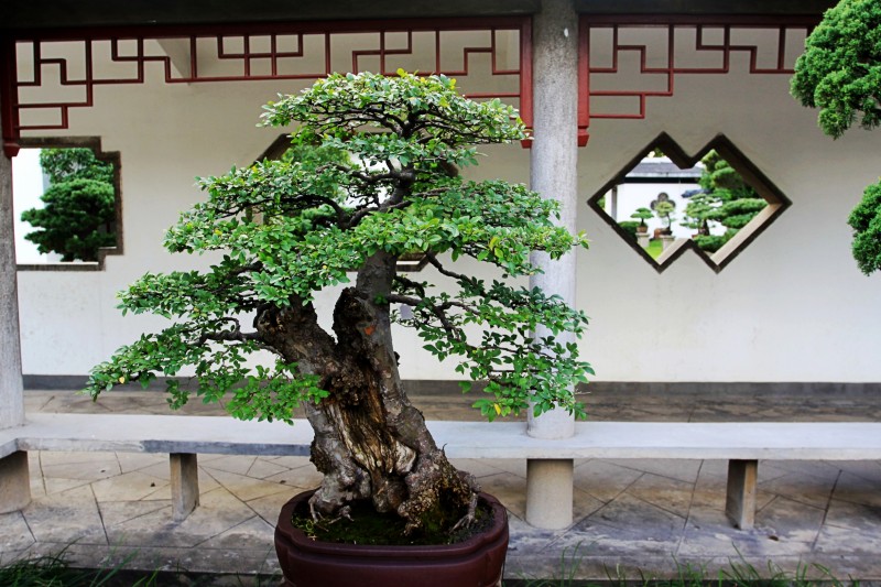 中国盆景精品