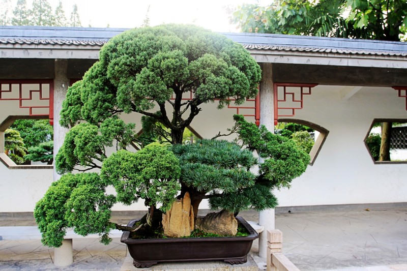 中国盆景精品
