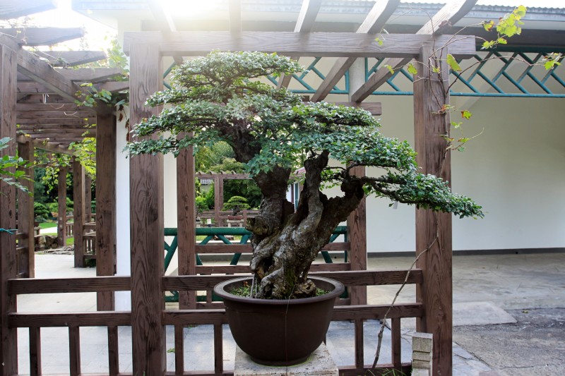 中国盆景精品
