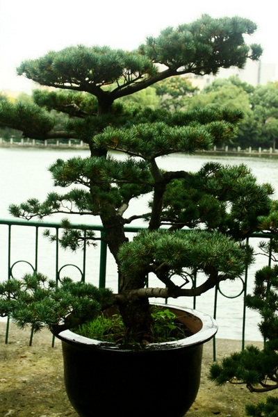 中国盆景精品