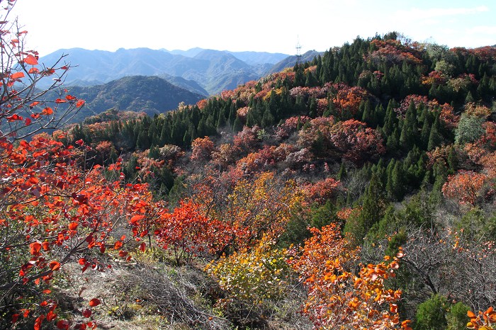 [原创]八达岭深秋赏红叶