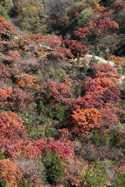 [原创]八达岭深秋赏红叶