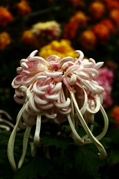 秋天的菊花