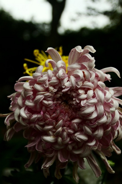 秋天的菊花