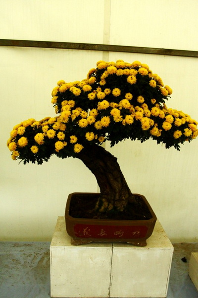 秋天的菊花