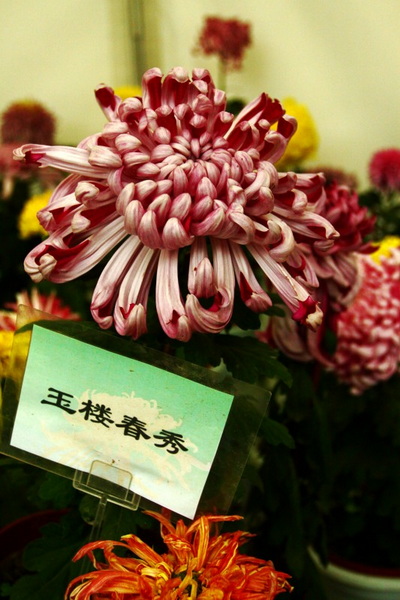 秋天的菊花