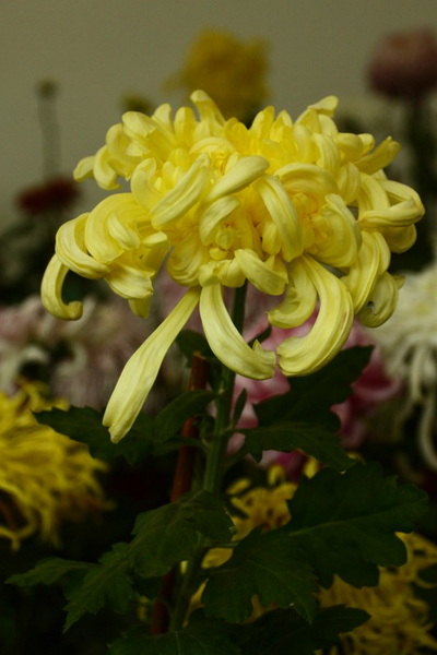 秋天的菊花