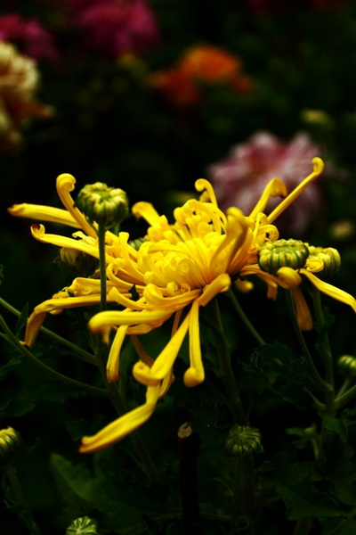 秋天的菊花