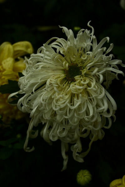 秋天的菊花