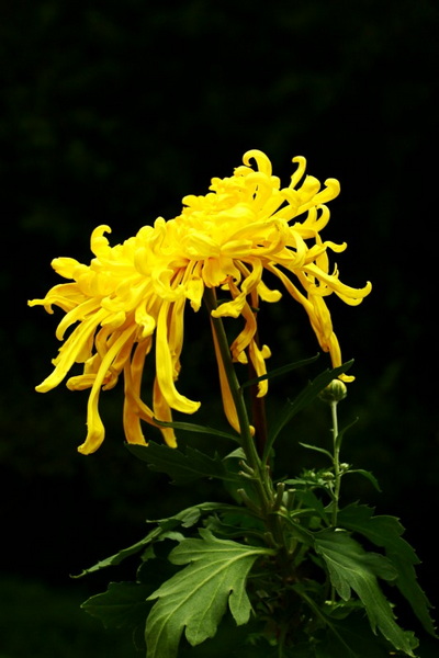 秋天的菊花