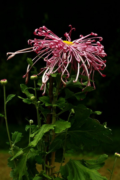 秋天的菊花